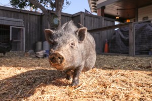 brown-haired pig facing camera