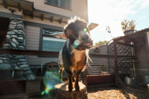goat standing on stump facing camera