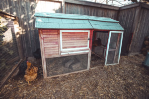 Green-roofed chicken coop with chicken at side