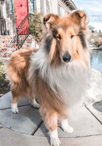 White and brown collie facing camera