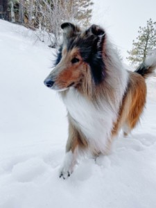 White and brown collie walking through snow